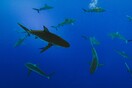 Βραζιλία: Κατασχέθηκε ποσότητα ρεκόρ πτερυγίων – Αντιστοιχούν σε 10.000 καρχαρίες