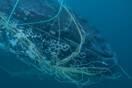 Αυστραλία: Μεγάπτερη φάλαινα απελευθερώνεται από δίχτυα