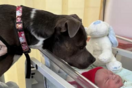 Ο σκύλος βοηθός που βραβεύτηκε για την προσφορά του- Βοήθησε την κηδεμόνα του στον τοκετό