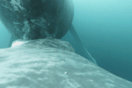 Σπάνιο βίντεο δείχνει μεγάπτερη φάλαινα να θηλάζει το μικρό της