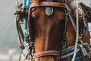 Νεκρό άλογο στην Κέρκυρα: Δεύτερη νεκροψία ζητούν οι φιλόζωοι 