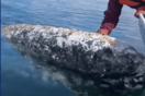 Μεξικό: Η στιγμή που φάλαινα «ζητά βοήθεια» για να της αφαιρέσουν παράσιτα 