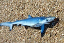 Έβρος: Γαλάζιος καρχαρίας στα ρηχά - Τον εντόπισαν παιδιά