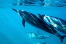 Δελφίνια τραυματίστηκαν κολυμβητές σε δημοφιλή παραλία της Ιαπωνίας 