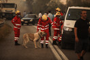 Φωτιές: Διασώθηκαν περισσότερα από 300 ζώα – Οι αριθμοί για κλήσεις απεγκλωβισμού