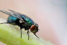 Συναγερμός για τη μύγα Tau: Μολύνει φρούτα και λαχανικά - Σε καραντίνα περιοχή του Λος Άντζελες