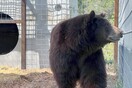 «Χανκ το τανκ»: Αρκούδα είχε κάνει 21 «διαρρήξεις» σε σπίτια στο Καλιφόρνια