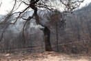 Φωτιάς την Πάρνηθα: Εντόπισαν κρανίο σε καμένη περιοχή