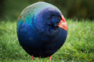 Προϊστορικό πουλί που κάποτε πίστευαν ότι έχει εξαφανιστεί επέστρεψε στην άγρια φύση της Νέας Ζηλανδίας