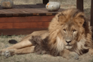 Το πιο μοναχικό λιοντάρι του κόσμου επέστρεψε στην άγρια φύση- Είχε απομείνει μόνο του σε ζωολογικό κήπο