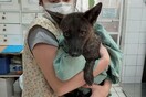Υβρίδιο σκύλου με αλεπού εντοπίστηκε στη Βραζιλία - Το πρώτο παγκοσμίως