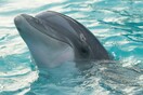 «Το δελφίνι με άρπαξε απ’ το πόδι με το πέος του»: Αποδομώντας το σκάνδαλο που εξόργισε ένα ολόκληρο έθνος 