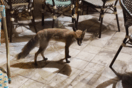 Αλεπού έχει γίνει θαμώνας στις καφετέριες του Ναυπλίου