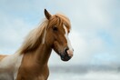 Μυτιλήνη: Νέο περιστατικό κακοποίησης ζώου- Άλογο βρέθηκε τραυματισμένο