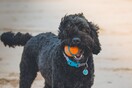 Θετική Εκπαίδευση Σκύλων: Μύθοι και αλήθειες για την ανατροφή του σκύλου σας 
