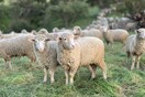 Χανιά: Κατασχέθηκαν αδέσποτα πρόβατα που κατέστρεφαν καλλιέργειες