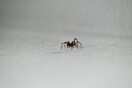 Αράχνη γέννησε τα αυγά της στο δάχτυλο του ποδιού ενός άνδρα κατά τη διάρκεια κρουαζιέρας
