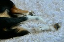 Καταγγελία για νέα περίπτωση θανάτωσης σκύλου στον Βόλο