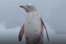 Σπάνιος λευκός πιγκουίνος καταγράφηκε στην Ανταρκτική
