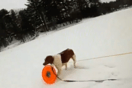 Σκύλος βοήθησε στη διάσωση του κηδεμόνα του από παγωμένη λίμνη