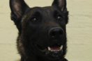 Αυτός είναι ο Echo, ο εκπαιδευμένος σκύλος που εντόπισε τη σορό του 31χρονου στο Μεσολόγγι