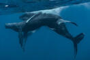 Σπάνιο: Φωτογραφία απαθανάτισε δύο αρσενικές φάλαινες σε ερωτική επαφή