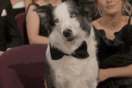 Όσκαρ 2024: Η στιγμή που ο σκύλος Μέσι φαίνεται να χειροκροτεί κατά τη διάρκεια απονομής βραβείου