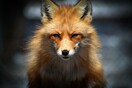 Αγρίνιο: Σκότωσαν αλεπού και την κρέμασαν από δέντρο