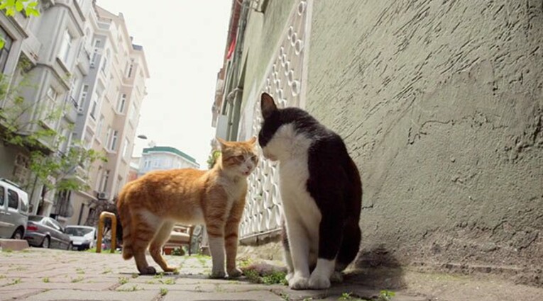 Οι γάτες της Κωνσταντινούπολης 