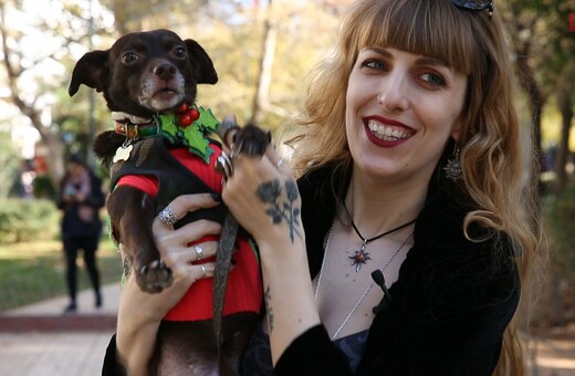 Η Χλόη, μια πρώην αδέσποτη σκυλίτσα, φοράει τα χριστουγεννιάτικά της