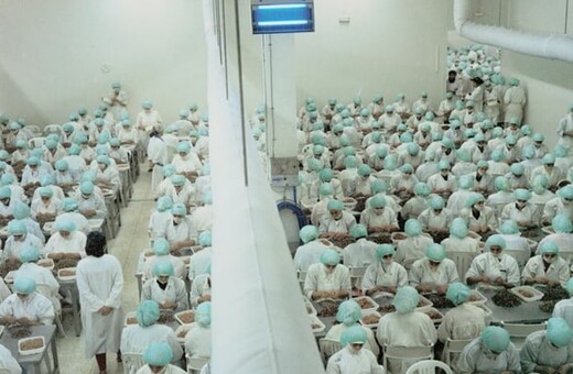 Γυναίκες καθαρίζουν γαρίδες χωρίς να μιλούν - Η ιστορία της φωτογραφίας από ένα εργοστάσιο στη Ταγγέρη