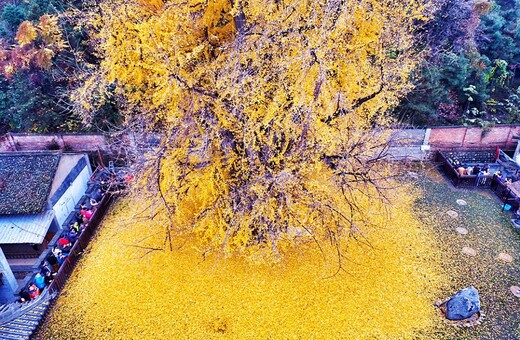 Τα χρυσά δέντρα της Κίνας, το πιο όμορφο αξιοθέατο αυτής της εποχής