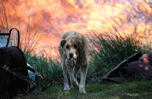Έκκληση για υιοθεσία των αδέσποτων ζώων που τραυματίστηκαν στις φωτιές της Αττικής