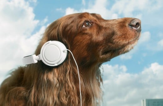 Μουσική για κατοικίδια: Γιατί οι σκύλοι λατρεύουν να ακούν Μπομπ Μάρλεϊ