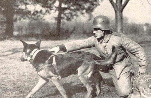Οι σκύλοι καμικάζι του Β' Παγκοσμίου Πολέμου