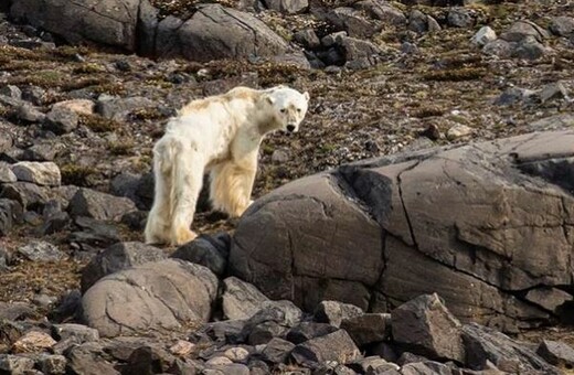 Η σοκαριστική εικόνα της πολικής αρκούδας που ίσως μαρτυρά το ζοφερό μέλλον του πλανήτη