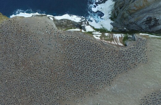 Κρυμμένοι στην Ανταρκτική 1,5 εκατ. πιγκουίνοι έφτιαξαν μια γιγαντιαία αποικία