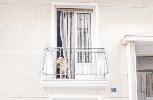 Σκύλος για το μπαλκόνι – αυτή η ντροπή