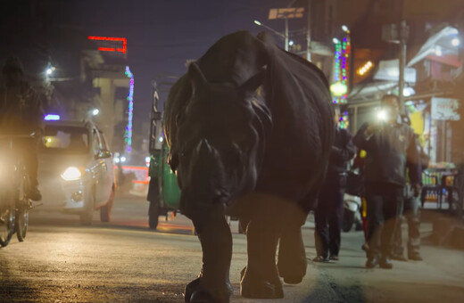 Ρινόκεροι περιφέρονται ανενόχλητοι στους δρόμους πόλης του Νεπάλ