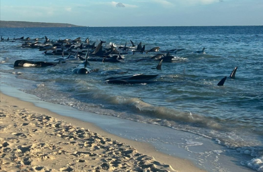 Μάχη για τη διάσωση 150 φαλαινών που εξώκειλαν στην Αυστραλία