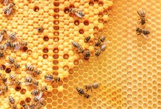 Πόσο θα επηρεαζόταν η τροφική αλυσίδα εάν εξαφανίζονταν οι μέλισσες;