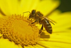 Αντίθετοι οι ρευματολόγοι στη μελισσοθεραπεία για την αρθρίτιδα