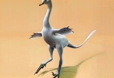 Ανακαλύφθηκε ο πρώτος αμφίβιος σαρκοβόρος δεινόσαυρος, με λαιμό κύκνου και πόδια πάπιας