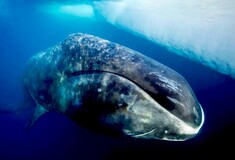 Οι τοξοκέφαλες φάλαινες τραγουδούν «free jazz» για να προσελκύσουν το ταίρι τους