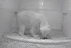 Η στιγμή που η πολική αρκούδα Τοnja φέρνει στον κόσμο το μωρό της