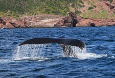 Σπάνιο είδος φάλαινας στην Ικαρία (video)