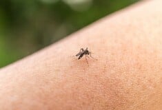 «Ζητούνται οι καιρικές συνθήκες που θα εξολοθρεύσουν τα κουνούπια και δεν θα καταψύξουν τους ανθρώπους»