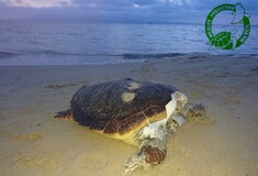 Aποκεφάλισαν δέκα θαλάσσιες χελώνες στην Νάξο