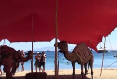 Αληθινές καμήλες είναι δεμένες στην παραλία του Nammos για την χλιδάτη συναυλία του Ρέμου