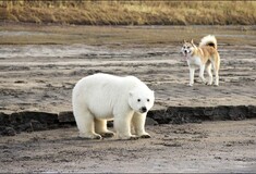 Μικρή πολική αρκούδα βρέθηκε 700 χιλιόμετρα μακριά από την Αρκτική
